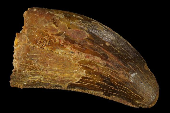 Bargain, 1.25" Carcharodontosaurus Tooth - Real Dinosaur Tooth